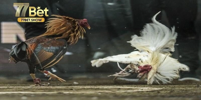 Bí quyết chơi đá gà C1 chắc thắng từ cao thủ