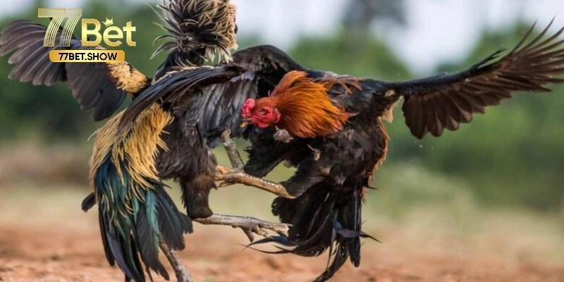 Lý do nên tham gia đá gà C1 ngay hôm nay!