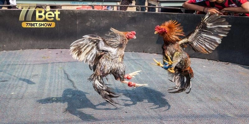 Giới thiệu sơ lược về đá gà C1